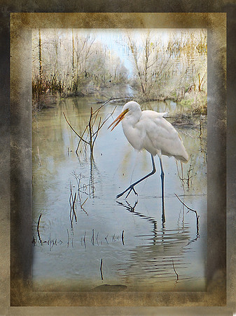 Egret Stepping