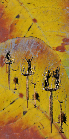 Autumn Dance