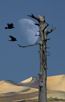 Mooncatchers