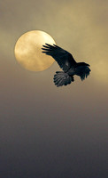 Flight of Power