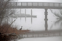 Heron in the Fog
