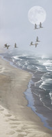 Pelican Surf