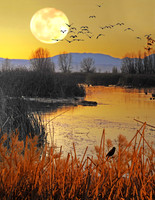 Golden Dusk
