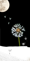 Seeds of Life