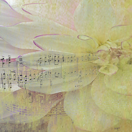 Music Joy
