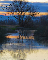 Blue Hour on the Flyway