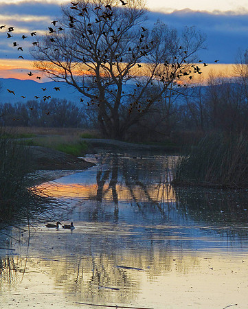 Blue Hour on the Flyway