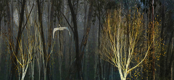 Moonlit Trees