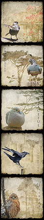 Bird-Wise Panel I
