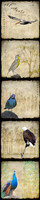 Bird-Wise Panel II