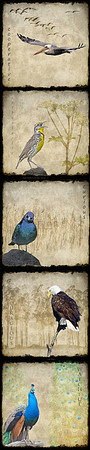 Bird-Wise Panel II