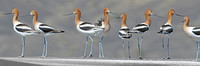 Avocet Intermission