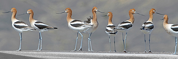 Avocet Intermission