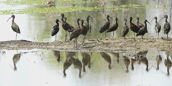 Conference of the Ibis