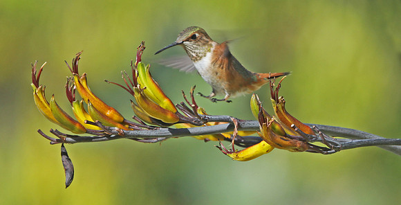 ... in for the landing