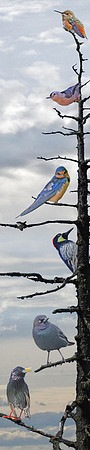 Bird Tree