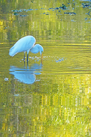 Egret Magic