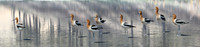 Avocets Eight