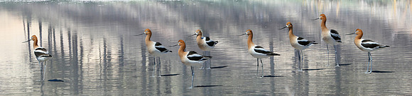Avocets Eight