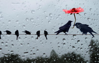 Clever the Raven