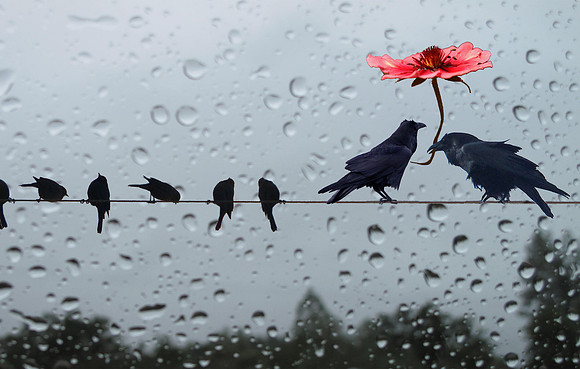 Clever the Raven