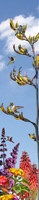 Bird Tree - The Humming Tree