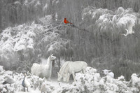Cardinal in the Snow