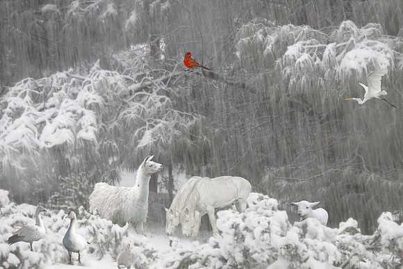 Cardinal in the Snow