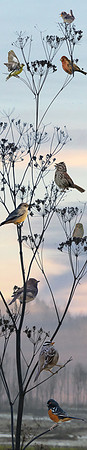 Bird Tree - The Song Tree