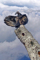 Beauty of the Vulture