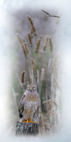 BIRD-WISE