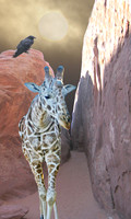 Giraffe Canyon