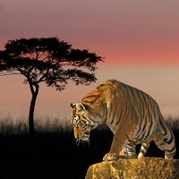 Majestic Tiger