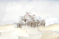 Lamb Frolic