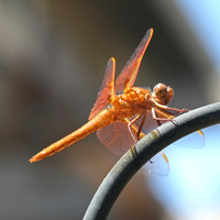 Wing Reflection