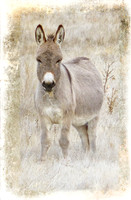 Donkey Time Out