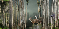 Deer Forest