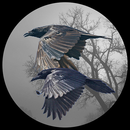 Feathers in Flight