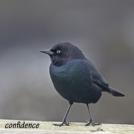 Confidence