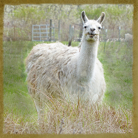 Hay!