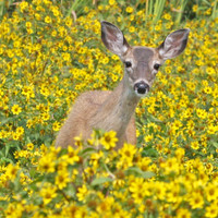 Deer Peeking