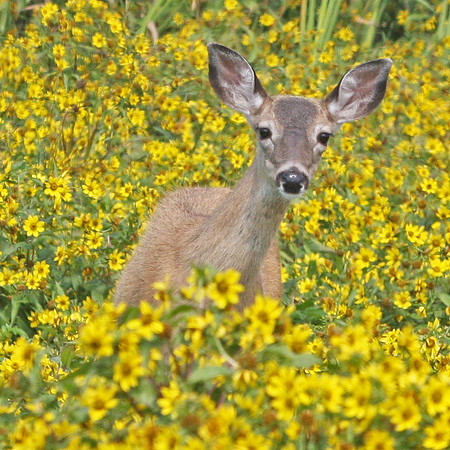 Deer Peeking