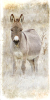 Donkey Time Out