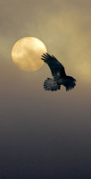Flight of Power