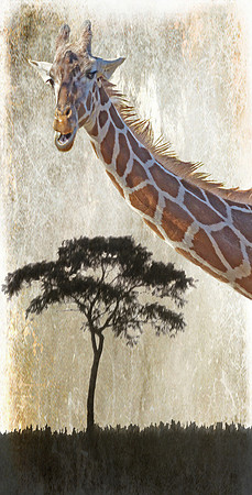 Giraffe and Tree