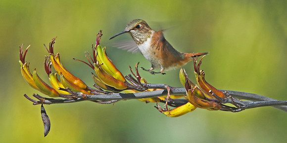 ... in for the landing