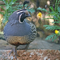 Fat Quail