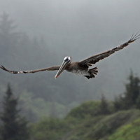 Foggy Flight