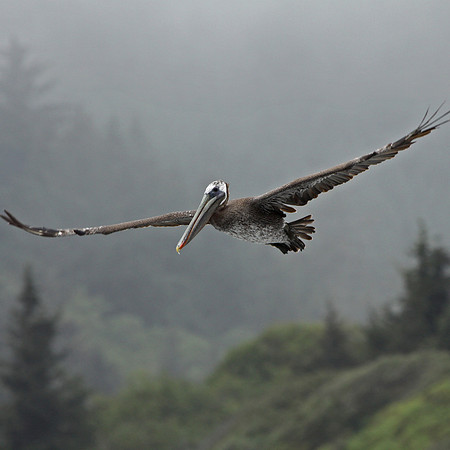 Foggy Flight