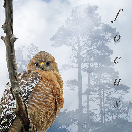 Forest Focus